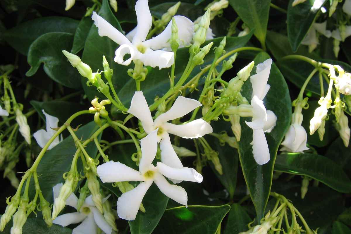 Trachelospermum jasminoides (1) .jpg